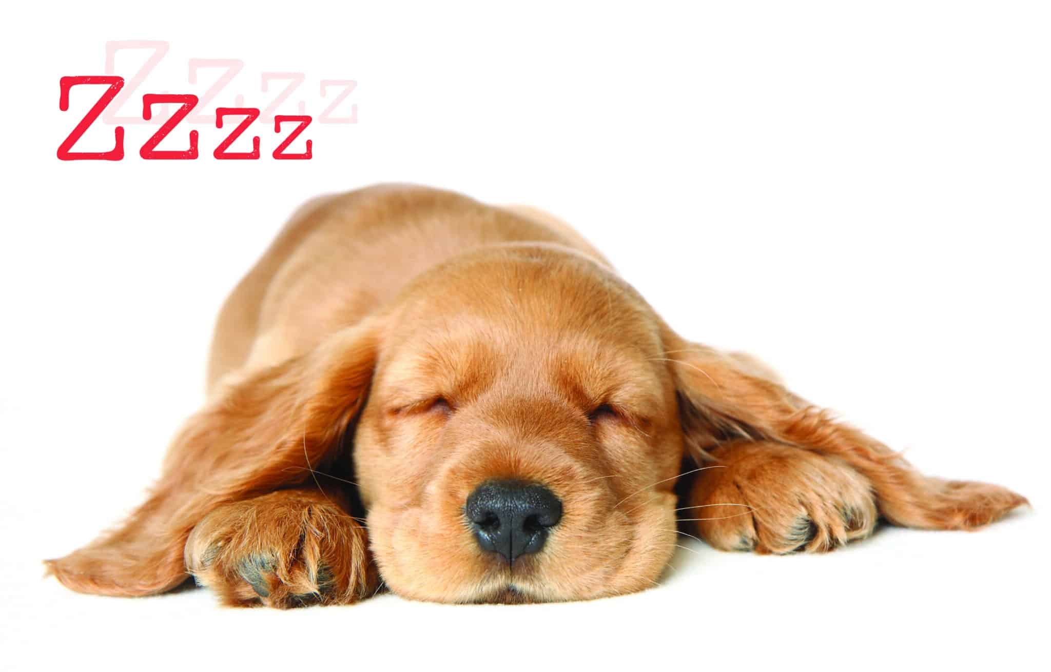 Slapende honden spelen niet!